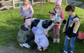 Własnoręczne dojenie bajkowej kozy przez uczni&oacute;w klasy 1 a