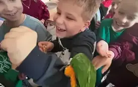 Psoty i zaczepki papugi wobec dzieci