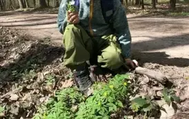 Olek przy zawilcach ż&oacute;łtych