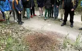 Oglądanie mrowiska przez uczni&oacute;w - poznanie niezwykłego życia mr&oacute;wek