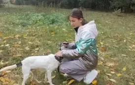 Piesek głaskany przez dziewczynkę