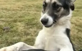 Radość pieska wskakującego na ręce