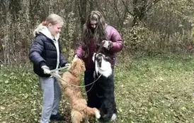 Przyjazne zabawy z pieskami